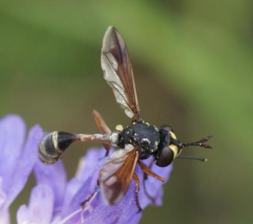 Physocephala sp.